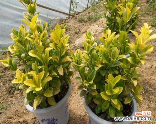 探索黄杨树的象征与内涵 黄杨树的寓意与人生哲学