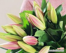 探索黄天霸百合花的花语之美 以黄天霸百合花的花语为主题的文章