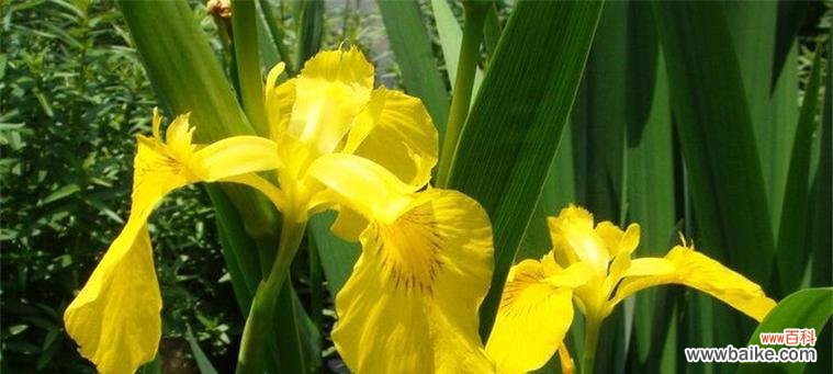 传承希望的芬芳美丽,黄水仙开出春天之约 黄水仙花语