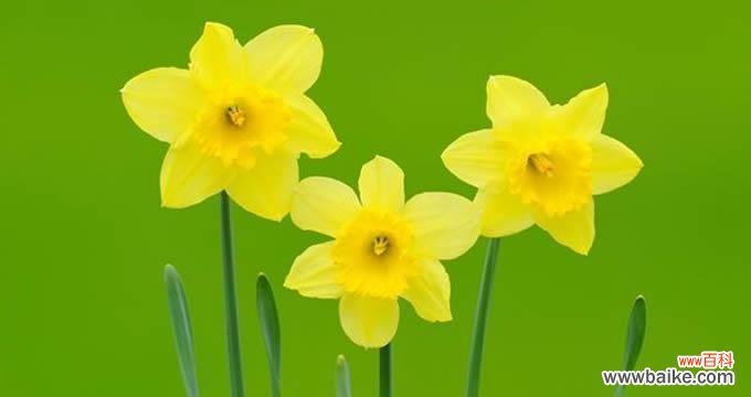 春天的希望与新生 黄水仙花语
