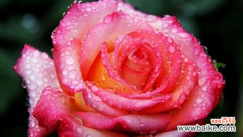 绽放的黄月季，点缀生活中的温暖和勇气 黄月季花