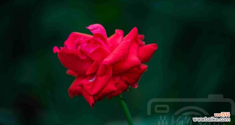 绽放的黄月季，点缀生活中的温暖和勇气 黄月季花