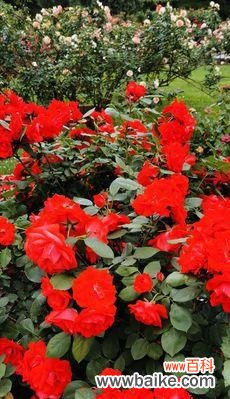 绽放的黄月季，点缀生活中的温暖和勇气 黄月季花