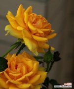 用黄月季的花语，温暖你的心灵 黄月季花语