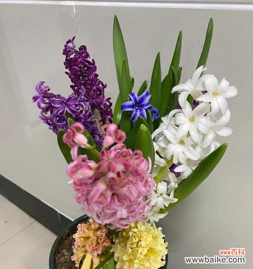 遵守时间的花 花开守时,时光缱绻