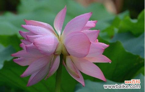 双莲之美绽放团结和和谐 并蒂莲的意义与象征