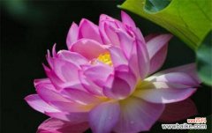 揭秘并蹄莲的花语 并蹄莲的花语及其寓意