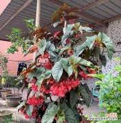 寓意与花语传达的生命之美 以波路开花