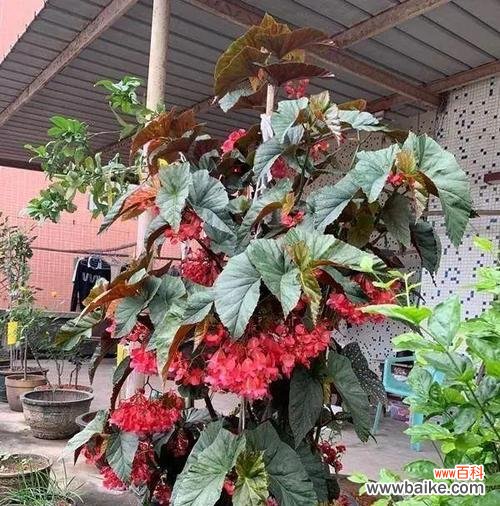 寓意与花语传达的生命之美 以波路开花