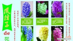传递爱意的波露花——深情不言 以波露花为象征的深情与美丽