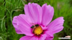 解读波斯菊的神秘语言 探秘波斯菊的花语之意义与传承