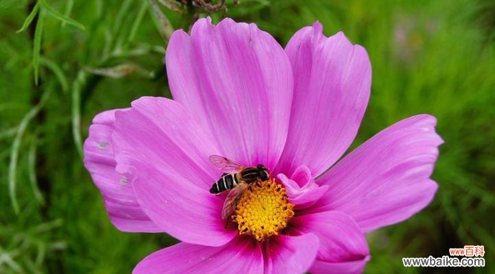 解读波斯菊的神秘语言 探秘波斯菊的花语之意义与传承