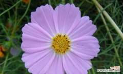 探索波斯菊的神秘之美与象征 以波斯菊的花语和寓意象征意义