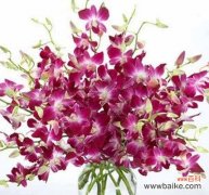 洋兰花语传递着丰富多彩的情感和寓意 以不同的颜色洋兰花语为主题的探索与解读