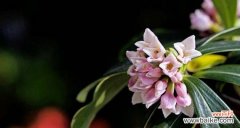 瑞香花的花语传递幸福与美好 缤纷色彩的瑞香花花语