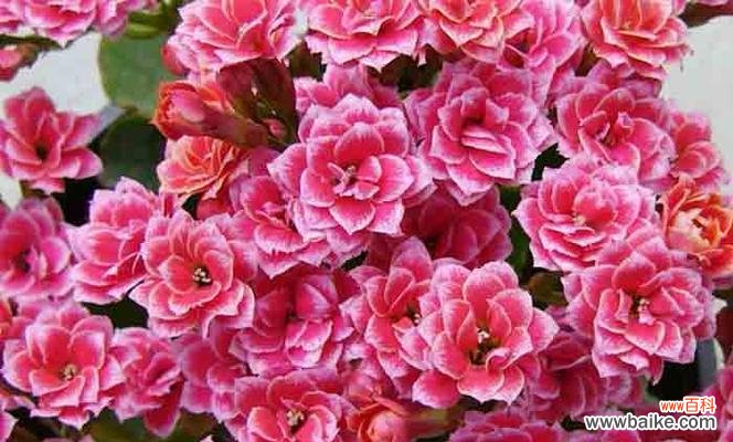 用花朵的语言诠释生活的美好与哲理 以不同颜色长寿花花语探索人生的意义