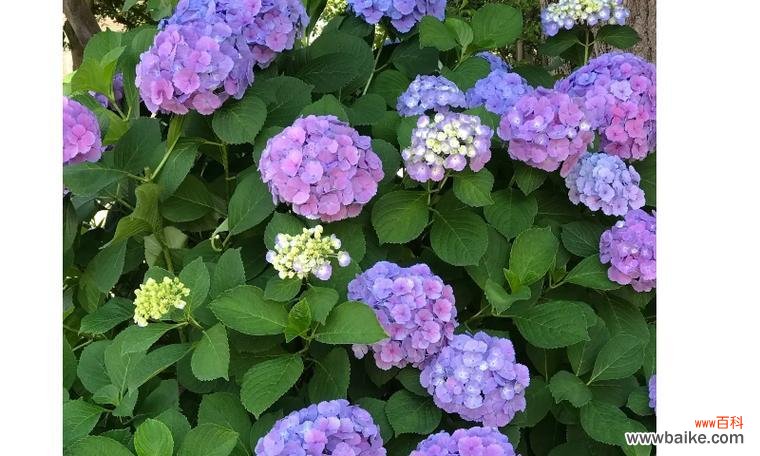 探索不同颜色花背后的寓意 花的花语与意义