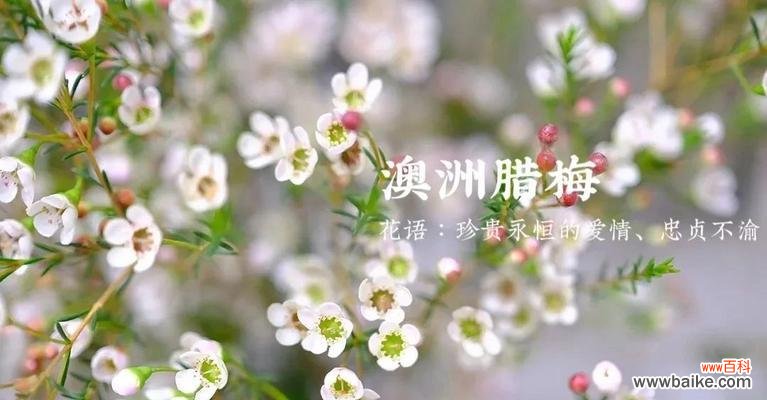 用颜色诠释梅花的情感世界 缤纷多彩的梅花语