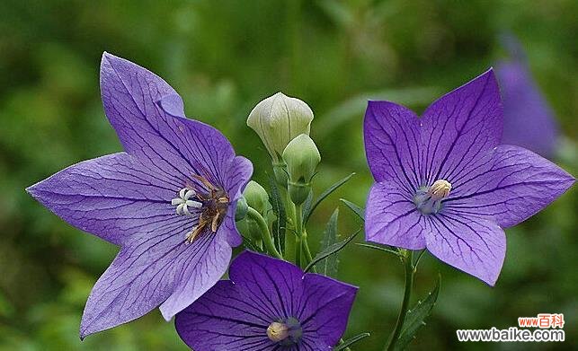 深入探索桔梗花的象征意义 桔梗花语之不同颜色的含义