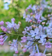 “非常感谢靓靓”的花语是什么？它代表了哪种情感？