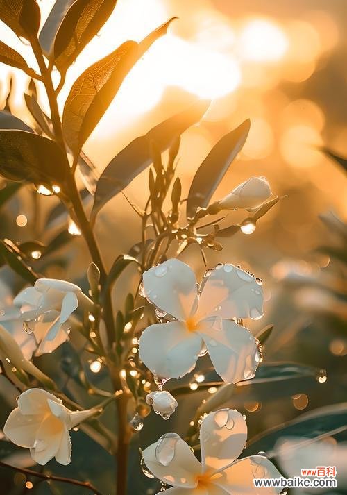 “非常感谢靓靓”的花语是什么？它代表了哪种情感？