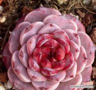 疯狂的月亮的花语是什么？它象征着什么？