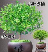 赤楠花的花语有何寓意？它传递了哪些信息？