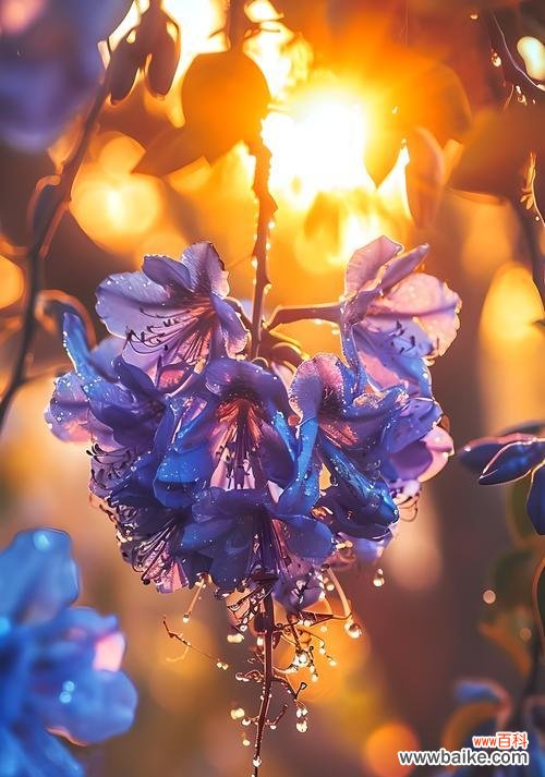 已逝去的爱的花语是什么？失去爱情的花语有哪些？