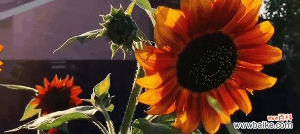 已逝去的爱的花语是什么？失去爱情的花语有哪些？