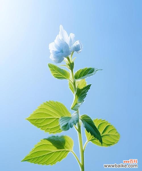 薄荷在古诗中的花语和寓意是什么?薄荷的花语和寓意有哪些?