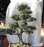 花语笔记第五集内容涉及哪些花语？