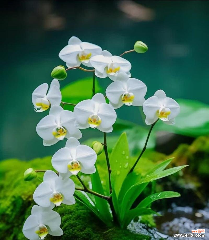 蝴蝶兰的花语代表什么意义？