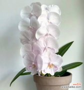 蝴蝶兰的花语代表什么意义？