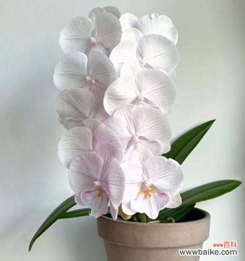 蝴蝶兰的花语代表什么意义？