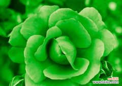 5月3日出生的人的花语是什么？有何特别含义？