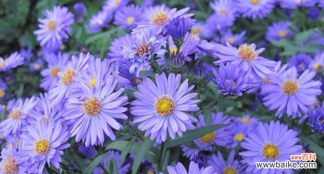 蓝色酢浆草象征着什么?