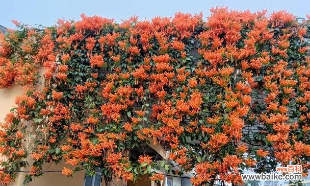 烟花爆竹的花语有何特殊含义?它代表了什么?