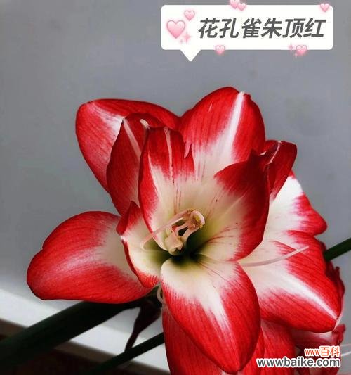 花语在哪些场合使用？如何恰当地使用花语？