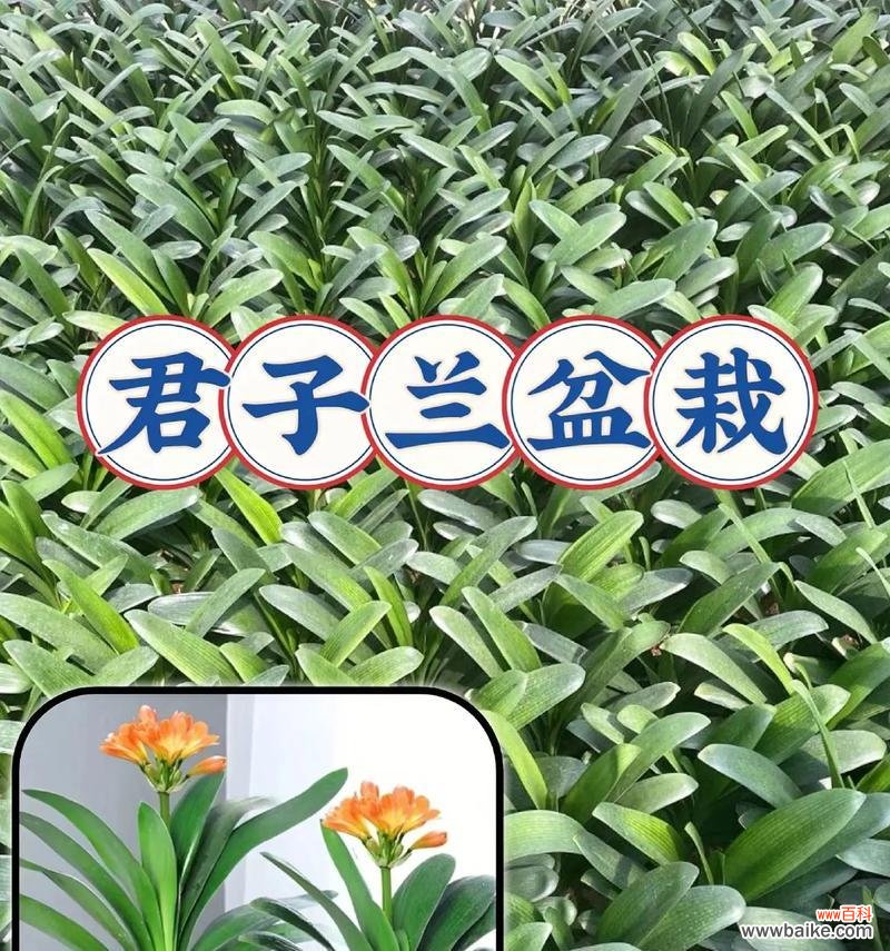 君子兰有什么风水兆头和寓意?君子兰的花语是什么?