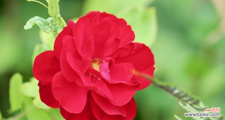 浅色系花卉的花语有哪些共同点?