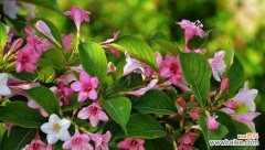 火花兰花语的意义与传承 火花兰花语