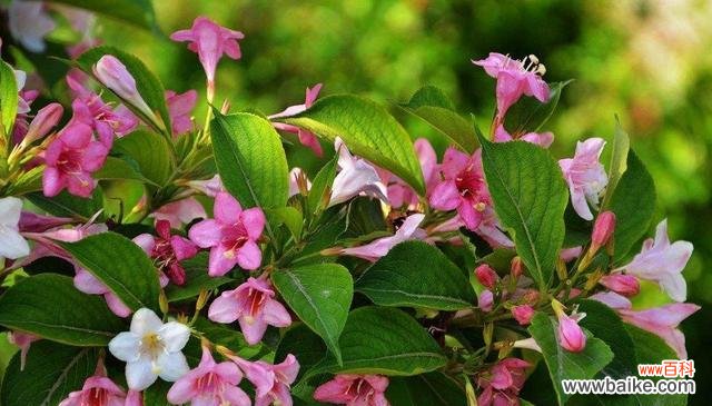 火花兰花语的意义与传承 火花兰花语