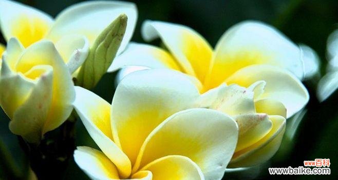 火花兰花语的意义与传承 火花兰花语