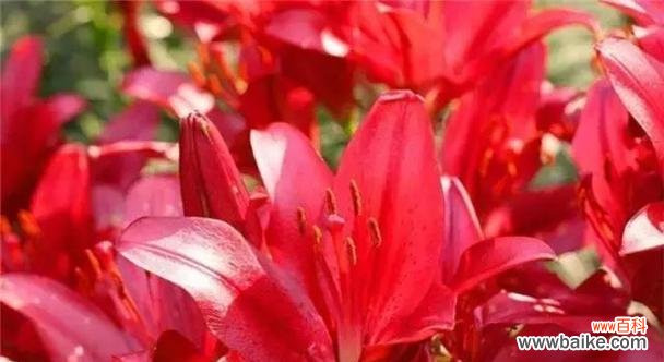 火花兰花语的意义与传承 火花兰花语