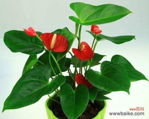 火鹤花语的深远内涵与文化底蕴 火鹤花语