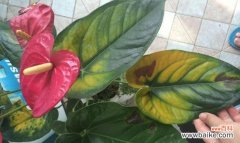 火鹤花语的深远内涵与文化底蕴 火鹤花语