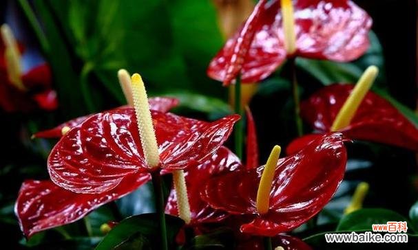 火鹤花语的深远内涵与文化底蕴 火鹤花语