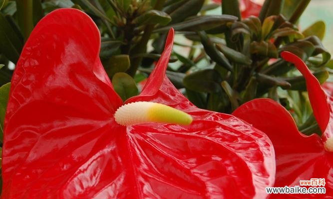 传承千年的寓意与深远意义 火鹤花