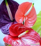 传承千年的寓意与深远意义 火鹤花