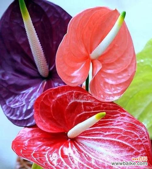 传承千年的寓意与深远意义 火鹤花